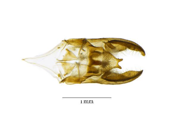 Apallaga klaudiae holotype male genitalia dorsal view Gen. prep.: 1146\/15.02.2018\/K.Florczyk